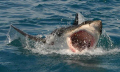   Shark caught near Cape town. Was making photos before diving sharks cage. Amazing ... town cage  
